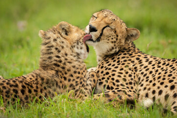 Close-up of cheetah lying down licking cub