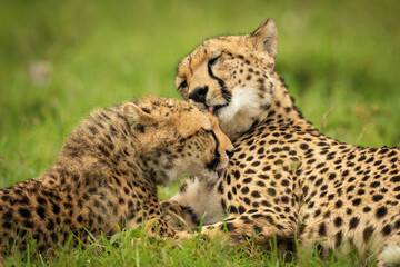 Close-up of cheetah and cub washing themselves