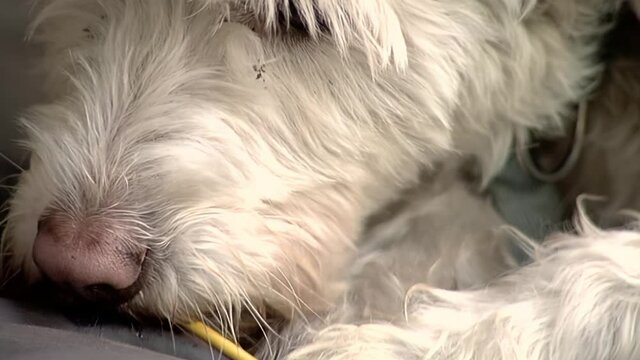 Dog Licking Lollipop at Home. Close Up.
