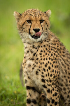 3,858 BEST Sitting Cheetah IMAGES, STOCK PHOTOS & VECTORS | Adobe Stock