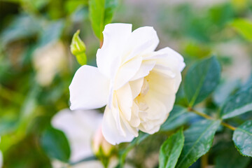 White roses as a natural summer background