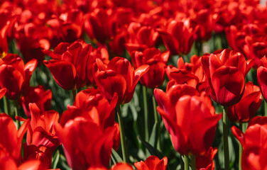 Glade of red tulips. Flowers in the park on a flower bed. Natural background and texture.