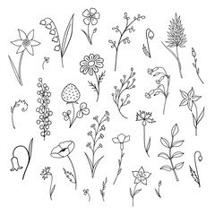 Set of herbs and flowers in the style of doodle. Collection of isolated elements on a white background. Contour. - obrazy, fototapety, plakaty
