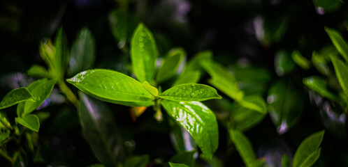 Fototapeta na wymiar Green leaves with rain drops