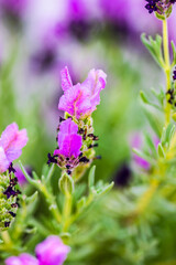 Lavender flowers in a garden