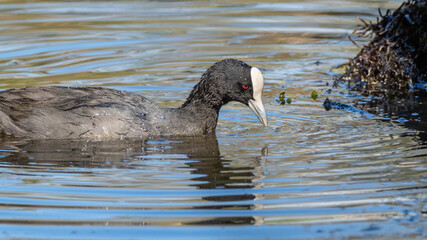 A Eurasian Coot