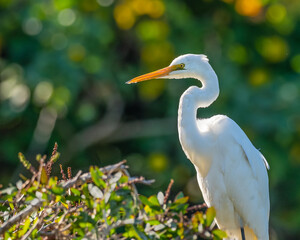 Portrait of a Great Egret