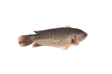 Climbing perch fish(Anabas testudineus) isolated on white background.