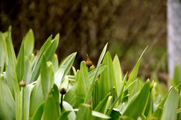 tulips in the spring garden