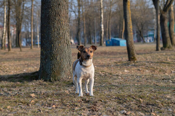 Beautiful young dog Jack Russell Terrier breed plays in the park.