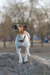 Beautiful young dog Jack Russell Terrier breed plays in the park.