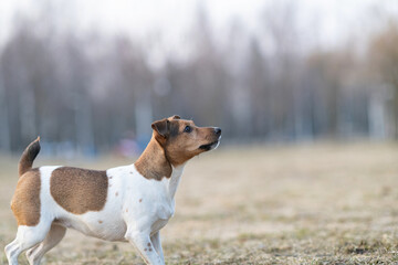 Beautiful young dog Jack Russell Terrier breed plays in the park.