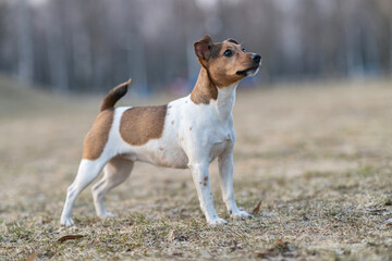 Beautiful young dog Jack Russell Terrier breed plays in the park.