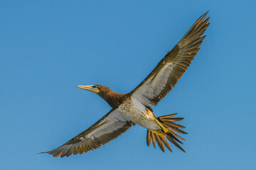 Brown Booby (Male) in fight