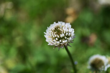 White clover. Fabaceae  perennial grass.