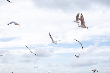 Gulls fly against the sky