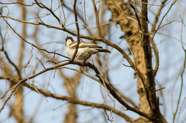 Bird on a tree winter