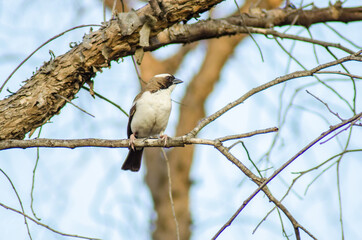 Bird on a tree winterr 3