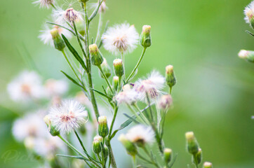 flowers in the grass