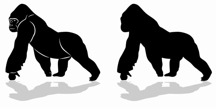 silhouette of a walking gorilla , vector drawing