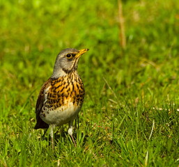 The fieldfare (Turdus pilaris) on the grass. Close-up on fieldfare in the park.