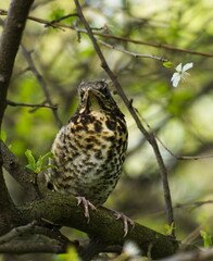 The fieldfare (Turdus pilaris) on a branch. Close-up on chick fieldfare on a tree. Young bird on a branch