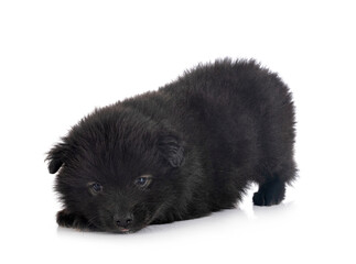 Fototapeta premium puppy Finnish Lapphund in studio