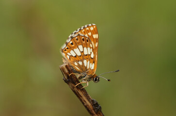 The side view of a rare Duke of Burgundy Butterfly, Hamearis lucina, perching on a twig.