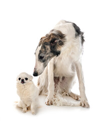 Obraz premium borzoi and chihuahua