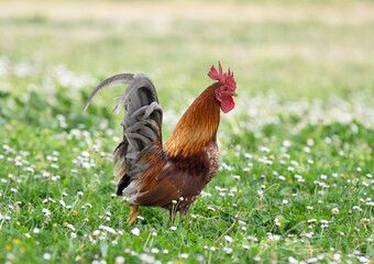 Fototapeta premium serama chicken in garden