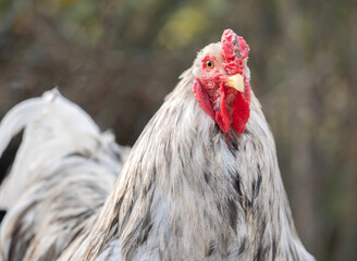 brahma chicken in garden