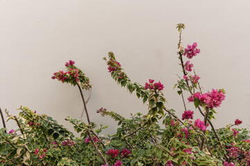Red flowers on beige wall. Aesthetic summer floral background composition