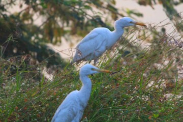 Flamingos