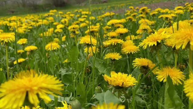 fiori campo fiorito api miele primavera giallo fioritura 