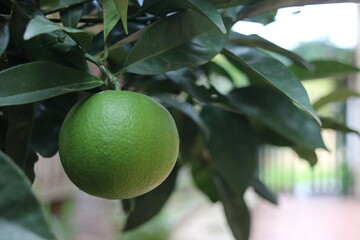 green lime on tree