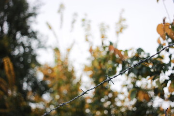 autumn leaves on a branch.