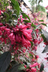 Himalayan soft pink blooming and budding Himalayan flowering plant on an early morning in the fall season.