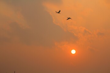 Obraz premium Birds flying at sunset