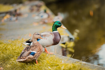 Two ducks in the park by the lake. Focus is on background.