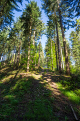 Felsenweg im Schwarzwald bei Ottenhöfen.