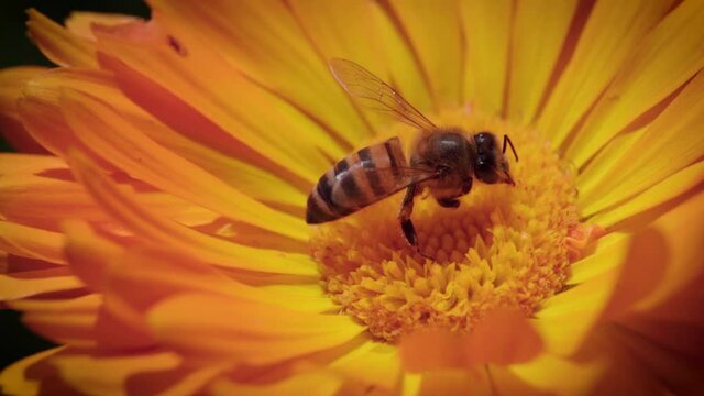 bee on a calendula flower macro