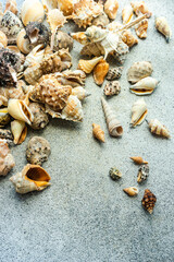 Summer background with sea shells
