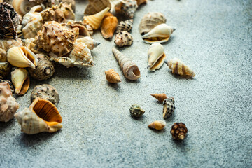 Summer background with sea shells