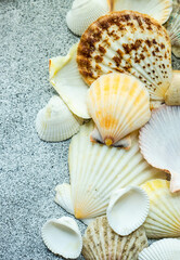 Summer background with sea shells