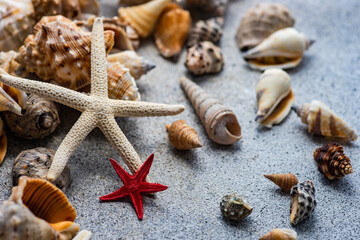 Summer background with sea shells