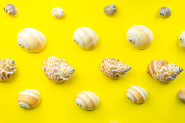 Summer background with sea shells