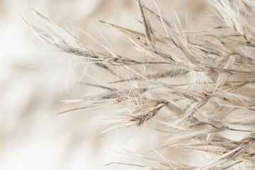 Dry romantic beige fluffy fragile rush reed cane buds in cool vintage tone with light natural blur background