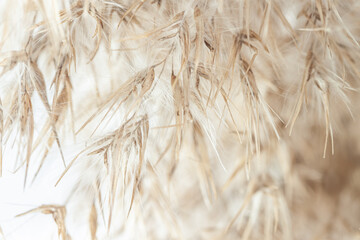 Dry romantic beige fluffy fragile rush reed cane buds with light natural blur background