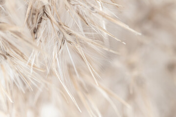 Dry romantic beige fluffy fragile rush reed cane buds with light natural background