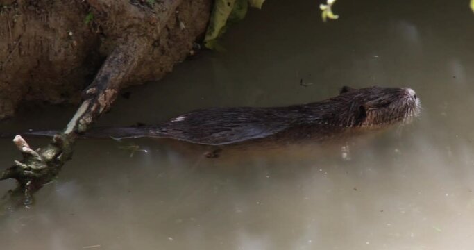 Nutria